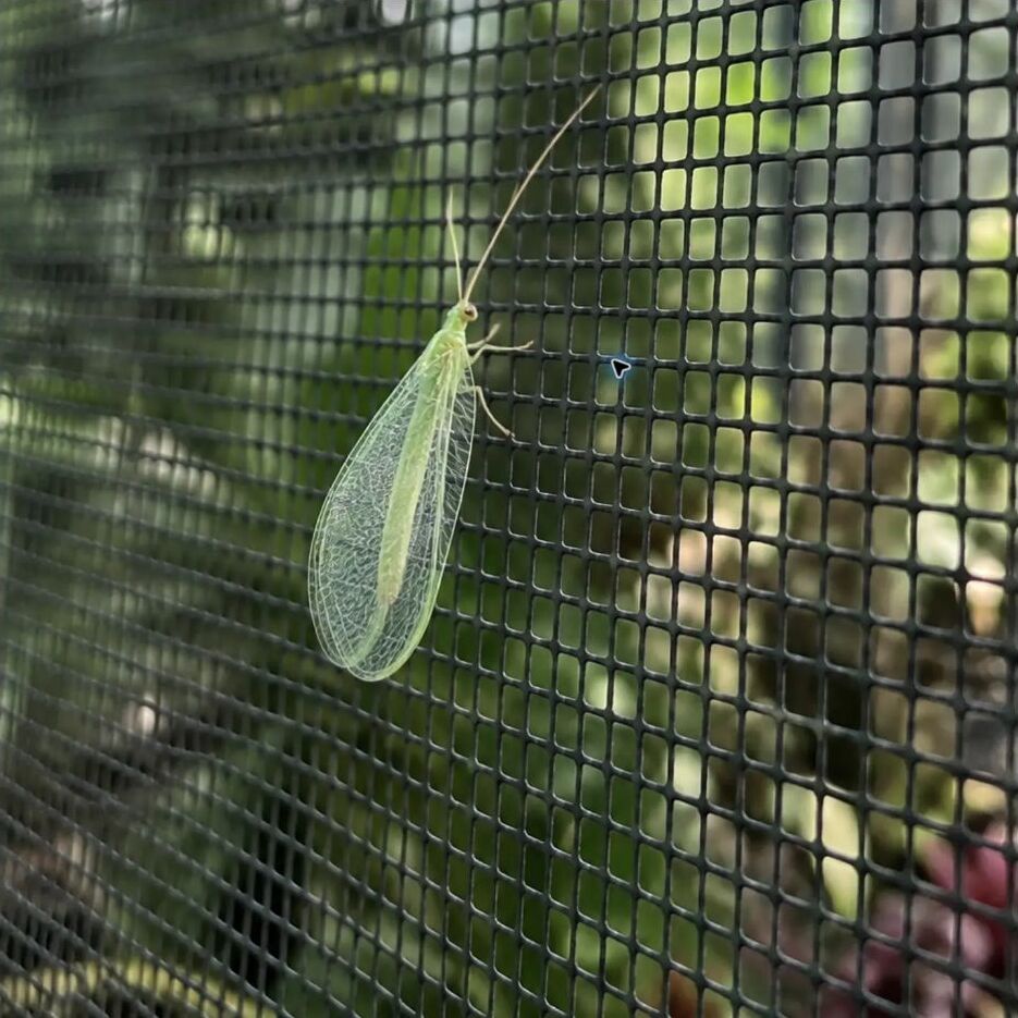 A lacewing resting on a screened window