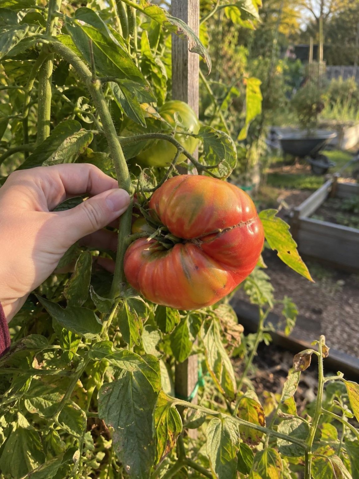 A ripe striped tomato still growing in a community garden